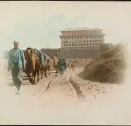 雄骆驼队全队实力强劲，轻松击败对手领跑排名