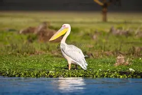 鹈鹕拒绝忘忧鸽，发挥日渐稳定